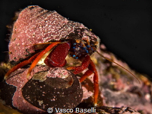 Diogenes edwardsii hermit crab at Pucusana, one hour sout... by Vasco Baselli 